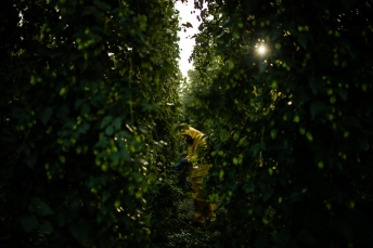 © Cameron Karsten Photography photographs Cornerstone Ranches 2019 hop harvest in Lower Yakima Valley, WA for beer brewing